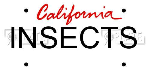 INSECTS California License Plate