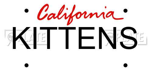 KITTENS California License Plate
