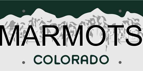 MARMOTS Colorado License Plate