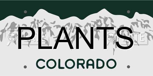PLANTS Colorado License Plate