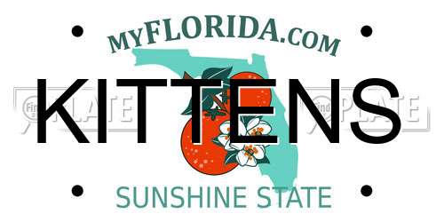 KITTENS Florida License Plate