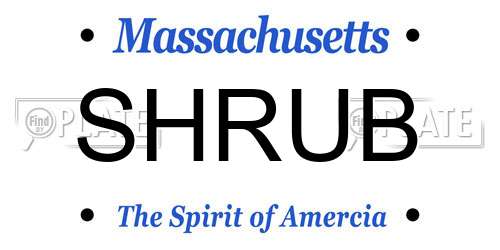 SHRUB Massachusetts License Plate