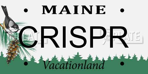 CRISPR Maine License Plate