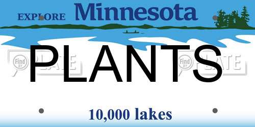 PLANTS Minnesota License Plate