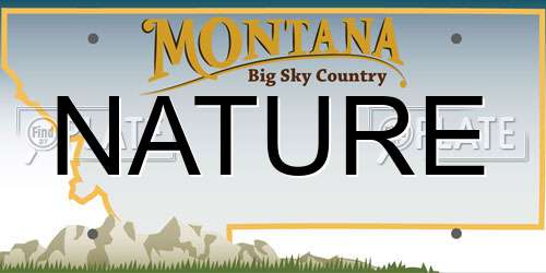 NATURE Montana License Plate