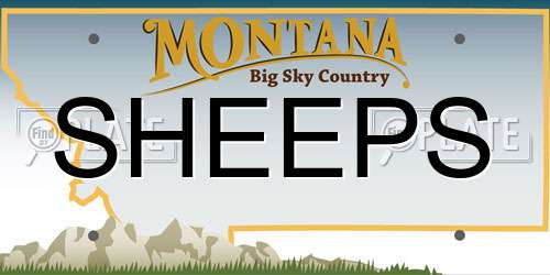 SHEEPS Montana License Plate