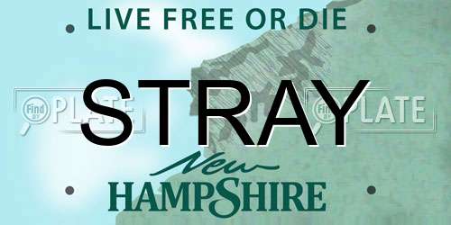 STRAY New Hampshire License Plate