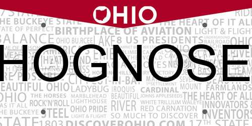 HOGNOSE Ohio License Plate